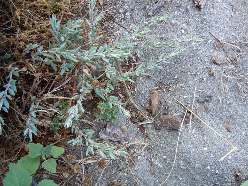 Polygonum maritimum